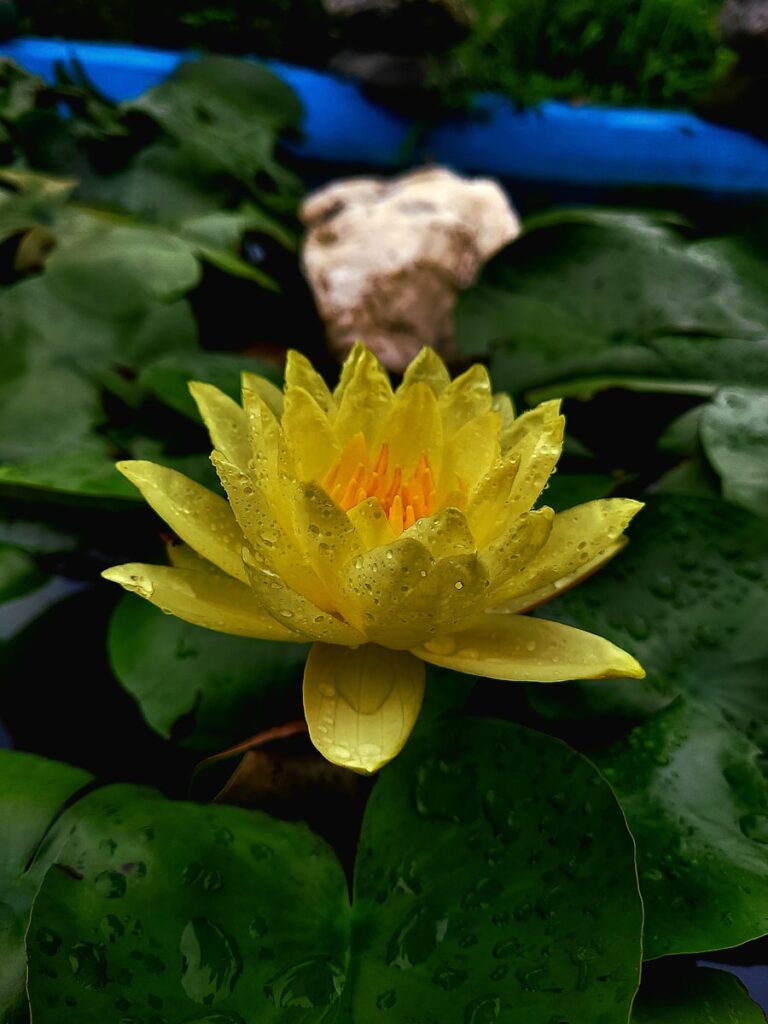 Ảnh bông sen vàng dưới mưa long lanh