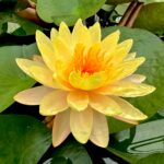 Ảnh bông sen vàng trong ao