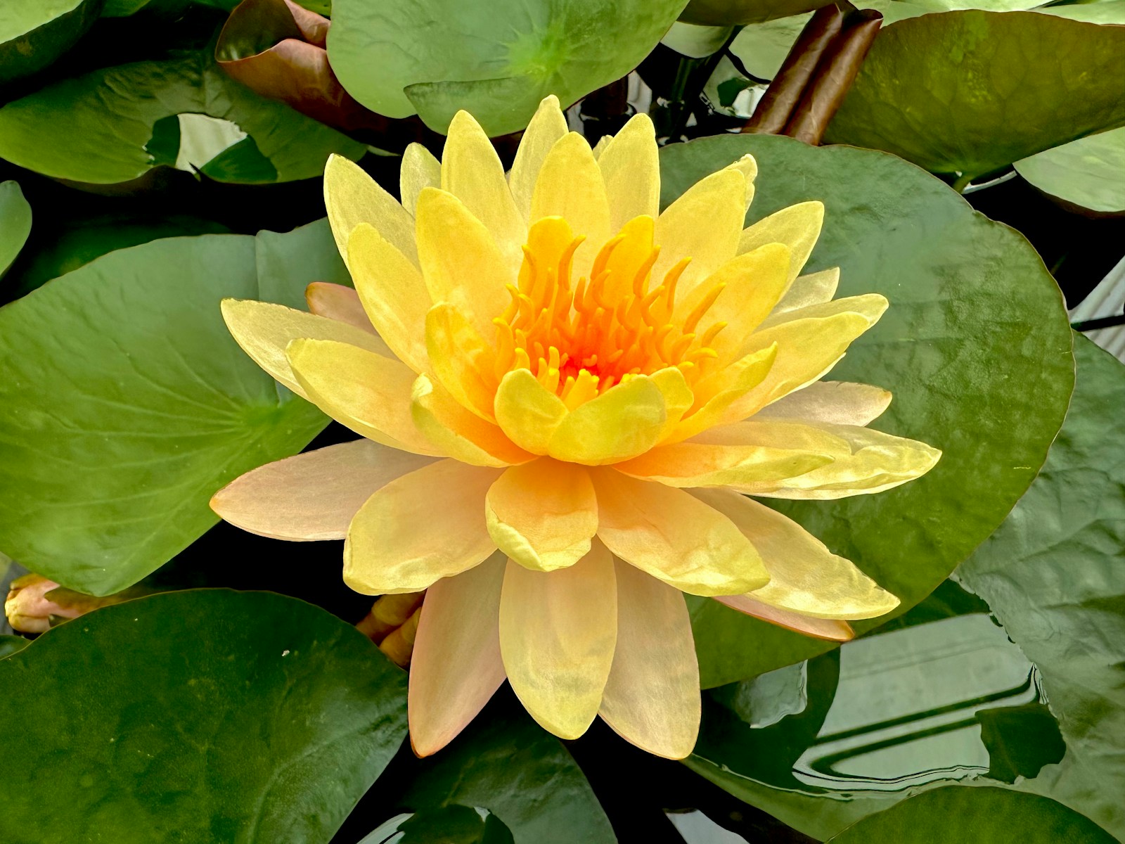 Ảnh bông sen vàng trong ao