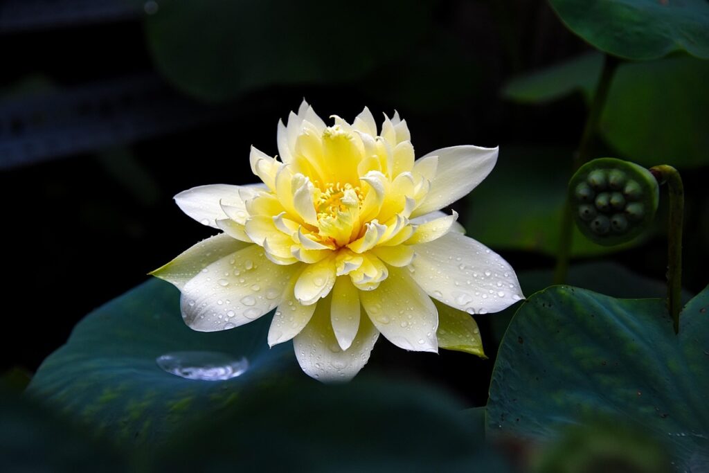 Ảnh hoa sen vàng đẹp