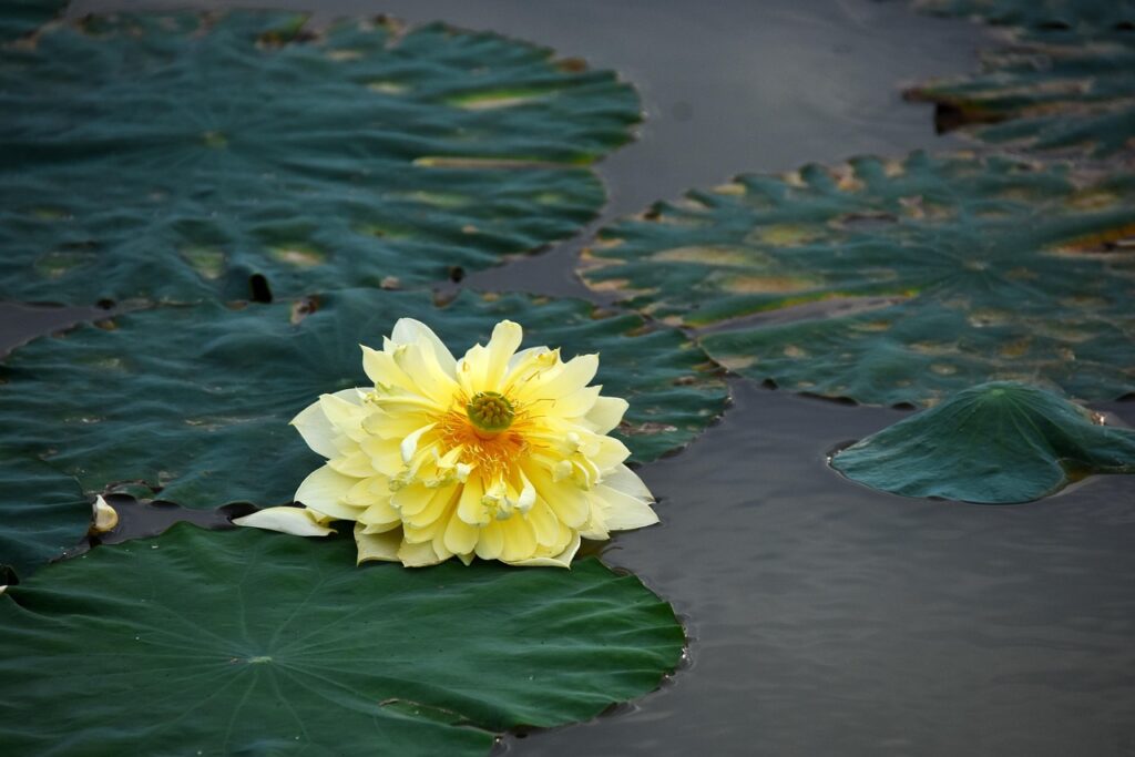 Ảnh hoa sen vàng độc nhất