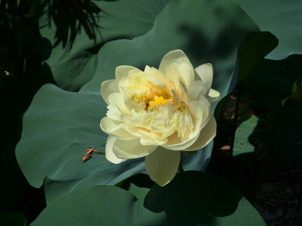 Hình ảnh hoa sen vàng lớn