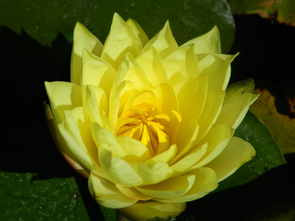 Hình hoa sen vàng nở rộ