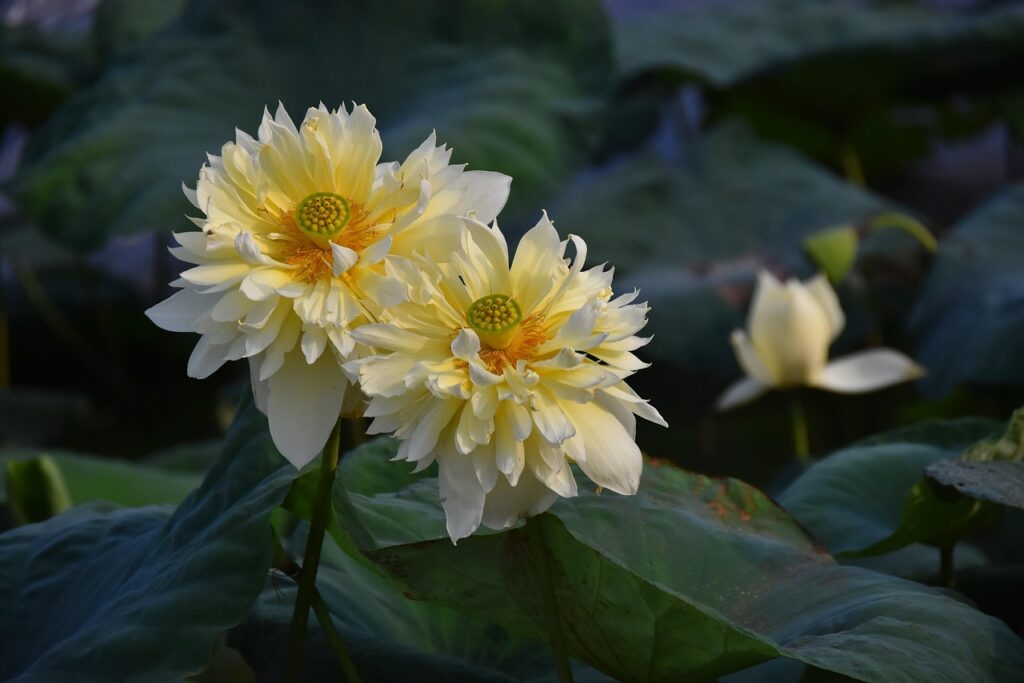 lotus, flowers, plant, yellow flowers, petals, water lilies, flower background, bloom, lotus leaves, aquatic plant, flower wallpaper, flora, pond, nature, beautiful flowers, closeup