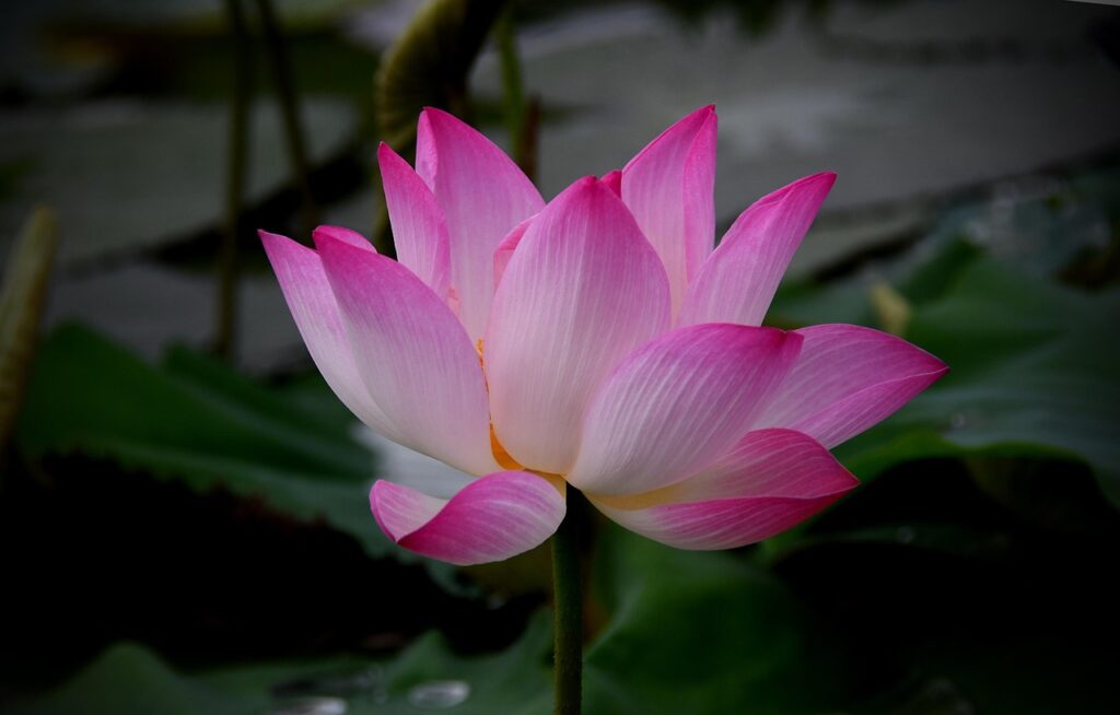 lotus flower, nature, red, pretty, bloom, summer, aroma