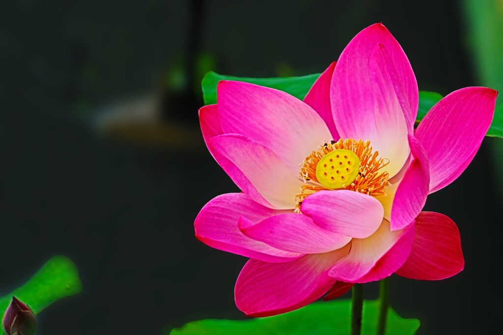 Bức hình tuyệt đẹp với hoa sen nở rực rỡ giữa hồ nước trong xanh.