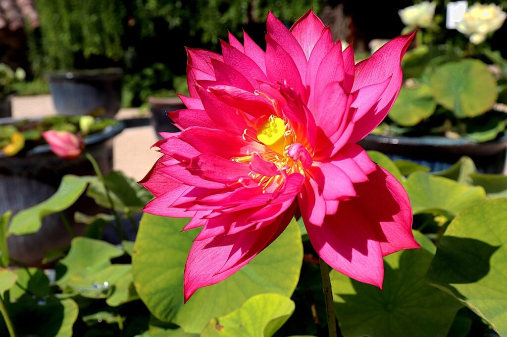 Tấm ảnh thể hiện sắc đẹp rực rỡ của hoa sen giữa hồ nước.