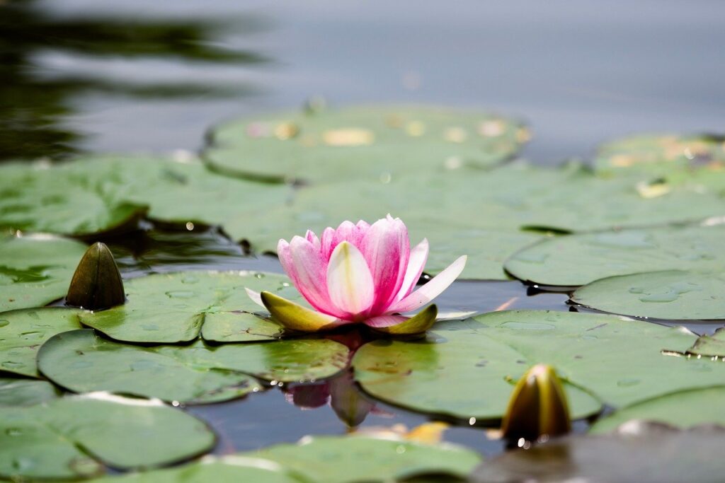 Tấm ảnh tuyệt đẹp với những bông sen đỏ rực rỡ trên mặt nước.