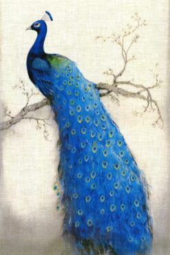 Tấm ảnh chim công 2024 thể hiện vẻ đẹp rực rỡ và thanh lịch.