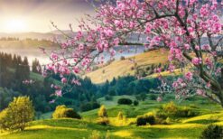 Bức hình mang đến vẻ đẹp bình yên của đồi núi và hoa đào tươi thắm.