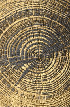 Tấm ảnh trừu tượng với nhũ vàng mang đến sức hấp dẫn lôi cuốn.