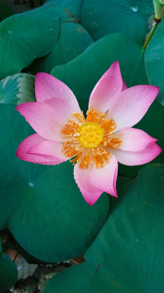 Giữa bùn lầy, hoa sen vẫn vươn mình khoe sắc hồng thanh khiết.