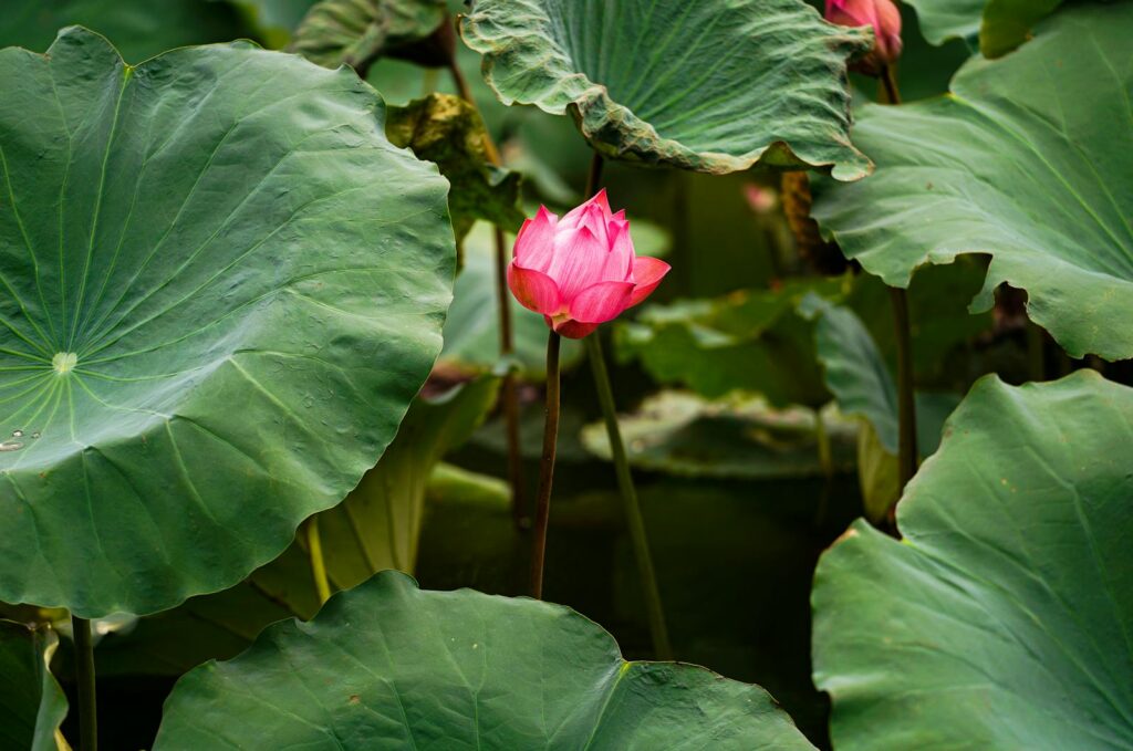 Một bông sen hồng – một khoảng lặng của tâm hồn.