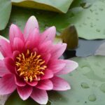 Những cánh hoa sen hồng nhẹ