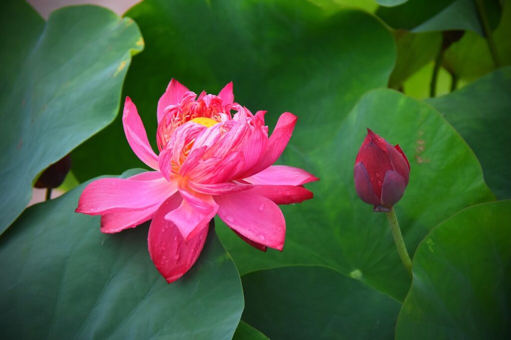 Vẻ đẹp của hoa sen không phô trương, chỉ nhẹ nhàng mà sâu lắng.